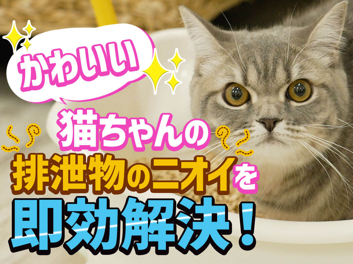 かわいい猫ちゃんの排泄物のニオイを即効解決！